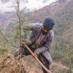 Himalayan Ecotourism team planting saplings on Reforestation program in the Tirthan Valley