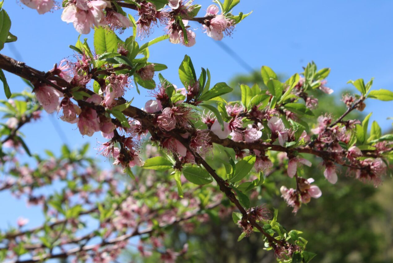 Apricot Blossom in the Spring Season