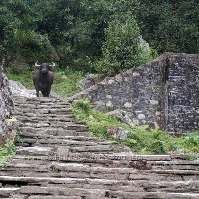 Domesticated animals on Annapurna trail