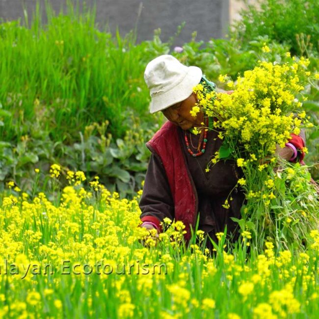 Ladakhi Women harvesting flowers in Ladakh