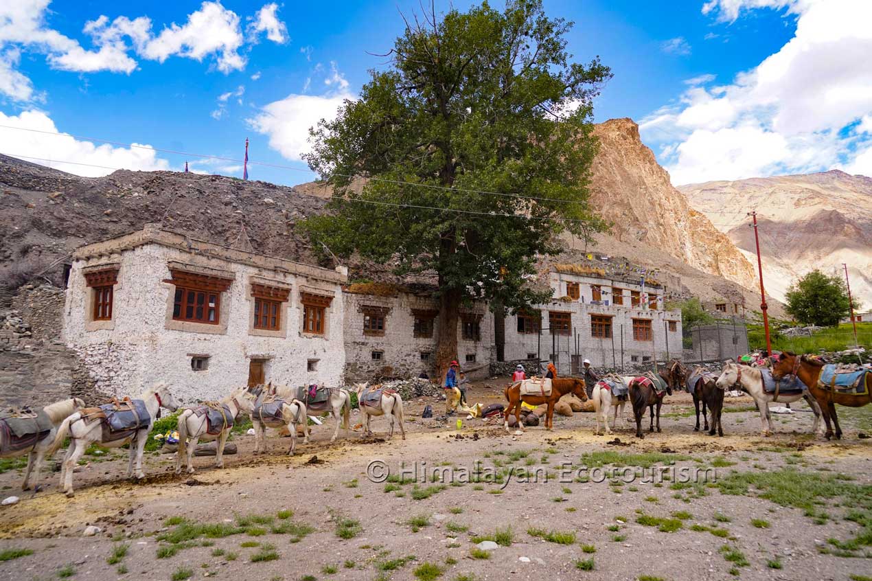 Chevaux dans le village de Markha, Ladakh