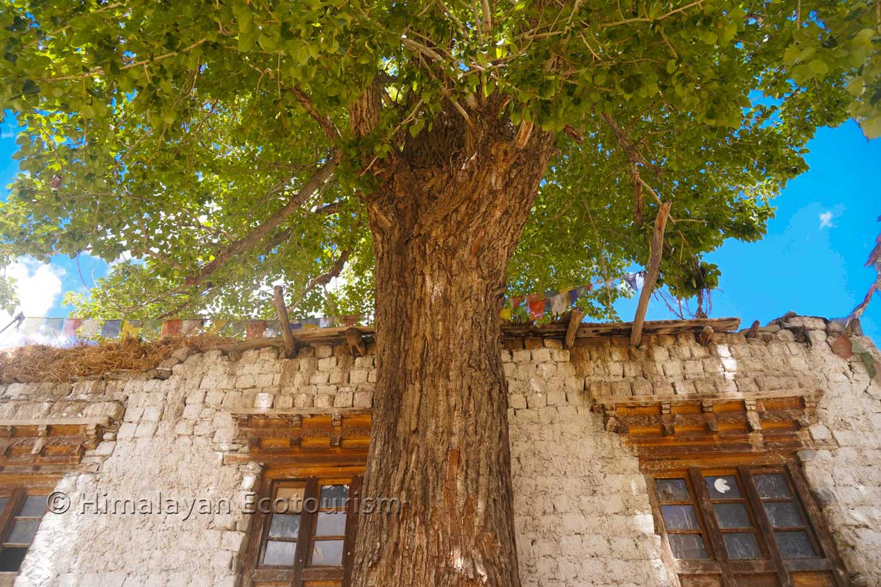 Hébergement chez l'habitant dans le village de Markha, Ladakh