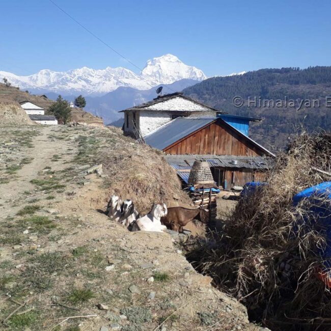 Rustic village house - Mohare Danda Trek in Nepal