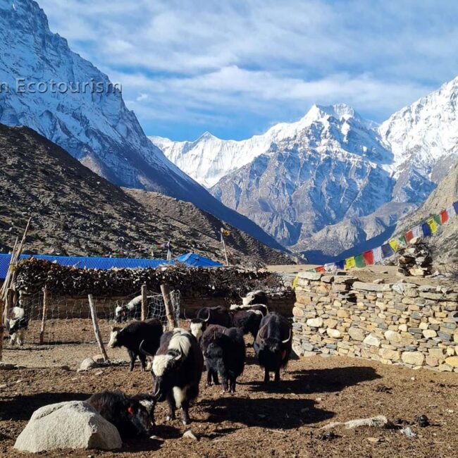 Shepherds rear yaks at even higher altitudes