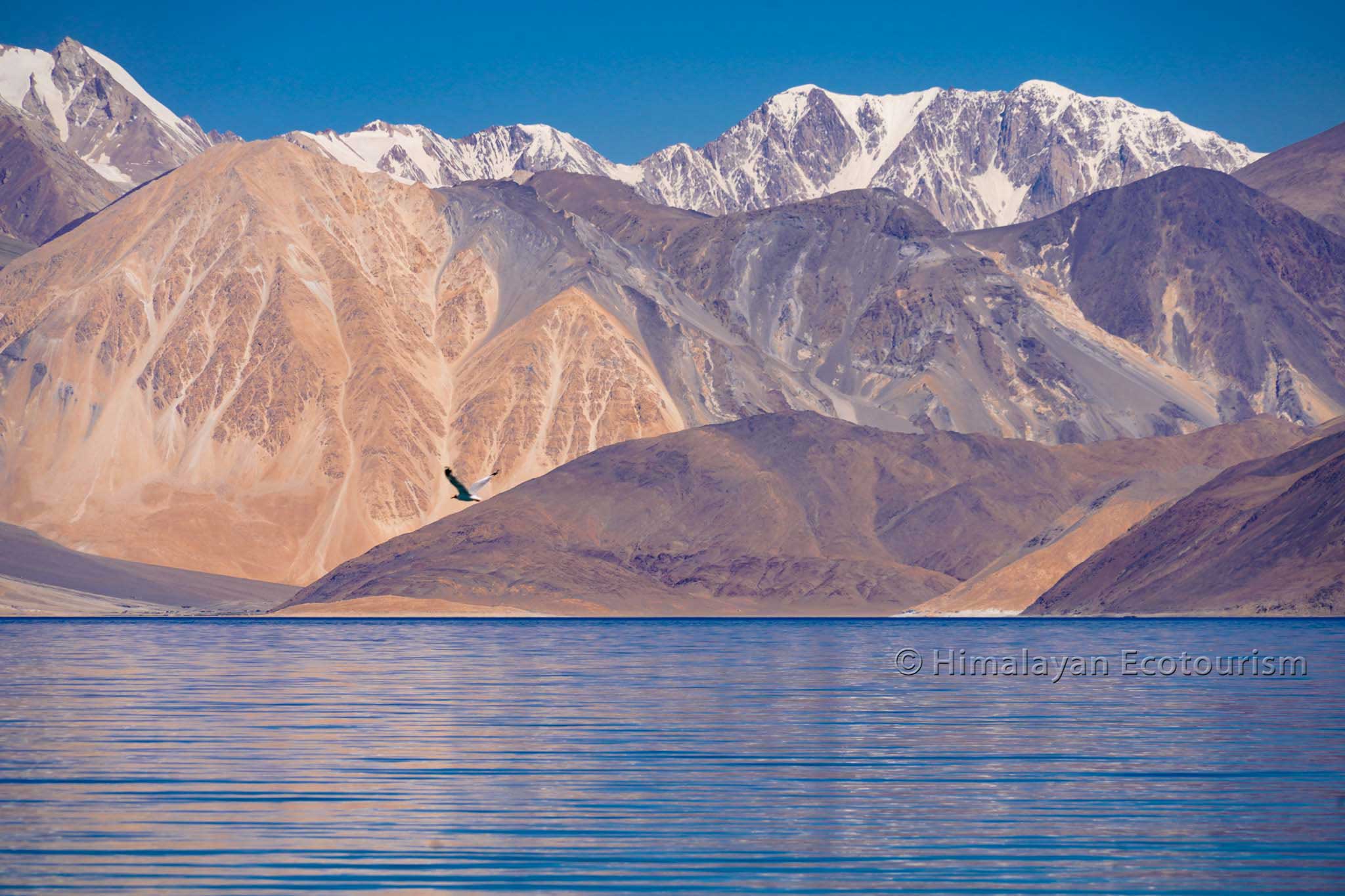 Oiseau volant à Pangong Tso, Ladakh