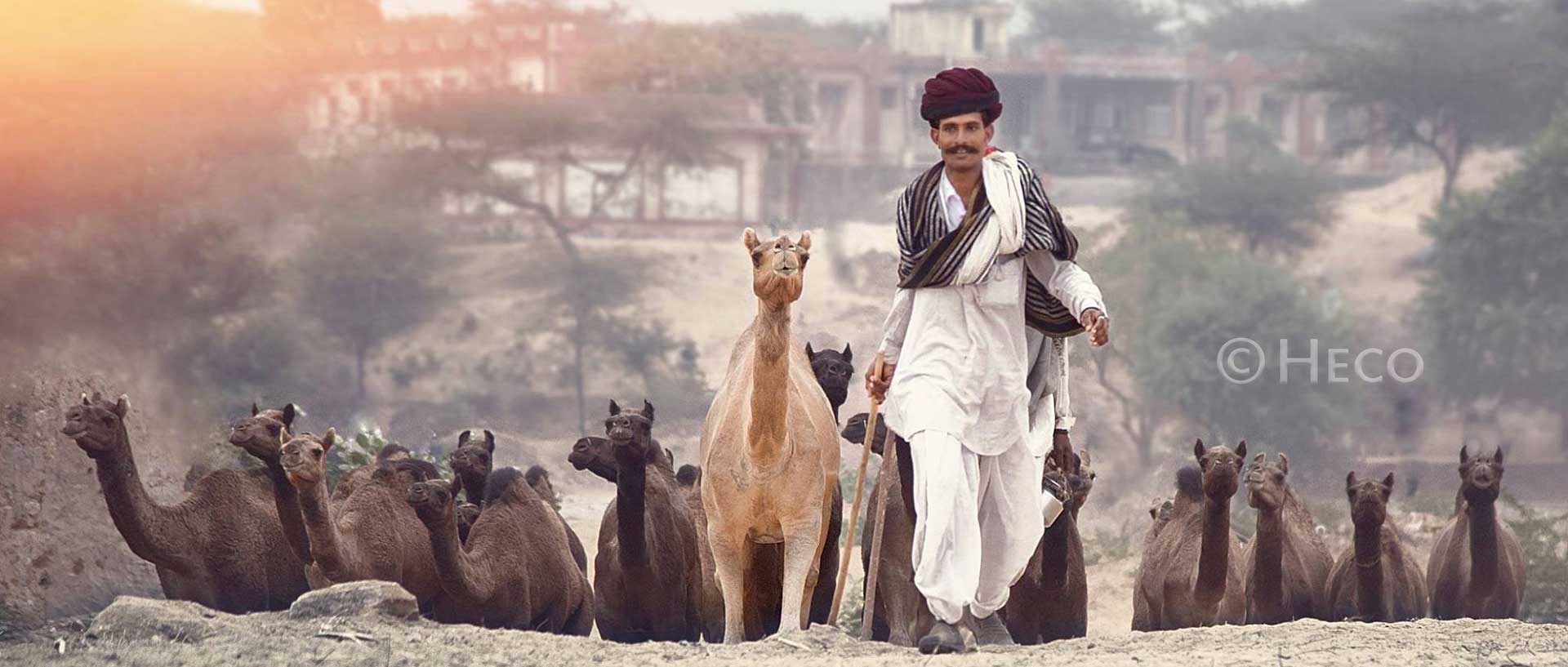 A man with his camels in Pushkar