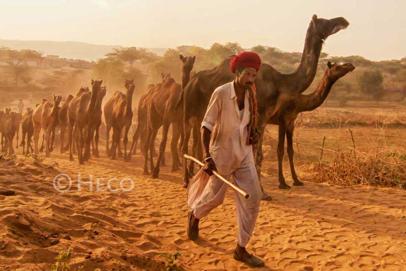 Rajasthan link
