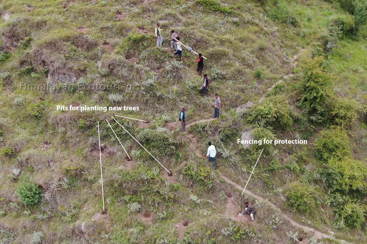 Prise de vue par drone d'un terrain de reforestation