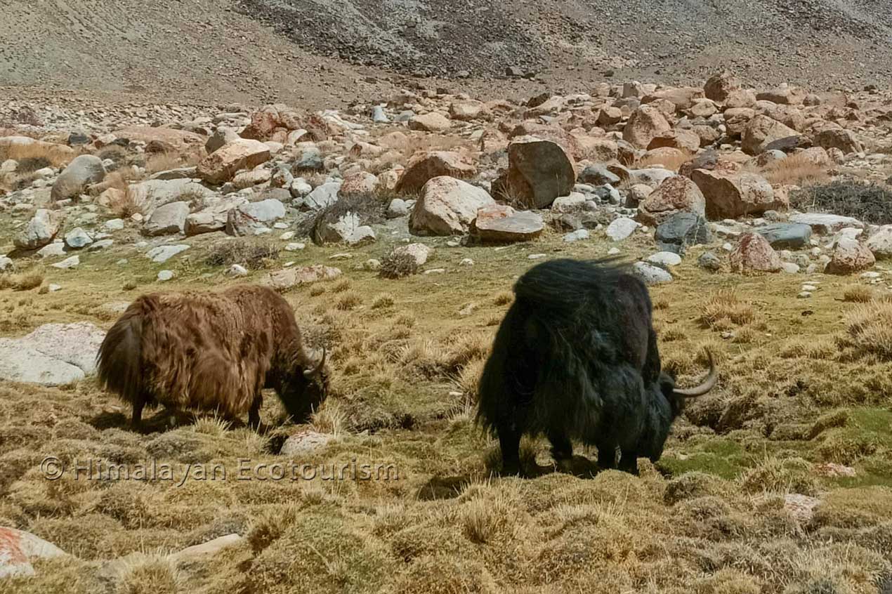 Tia village in Ladakh - yaks and wildlife