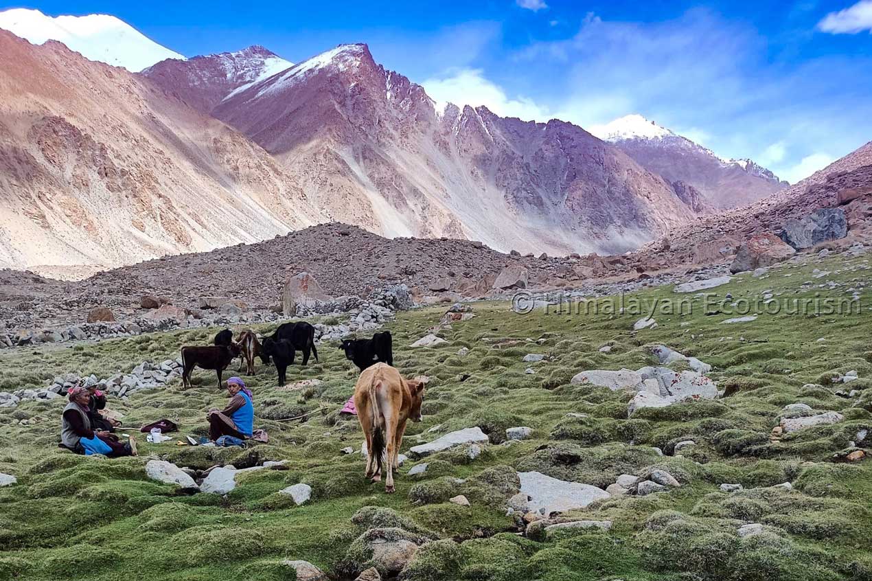Tia village in Ladakh - villagers grazing animals