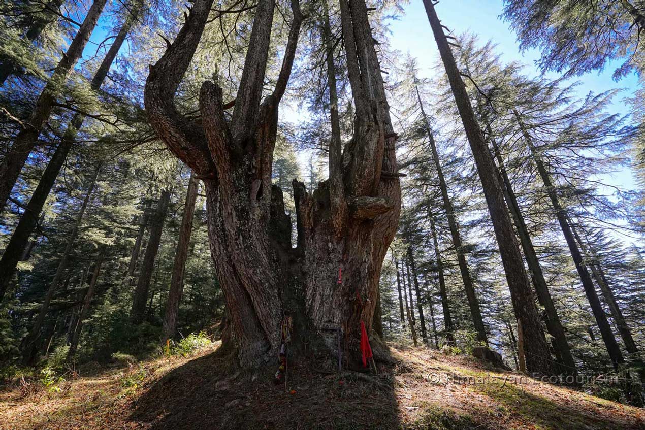 Sacred trees in Tirthan Valley