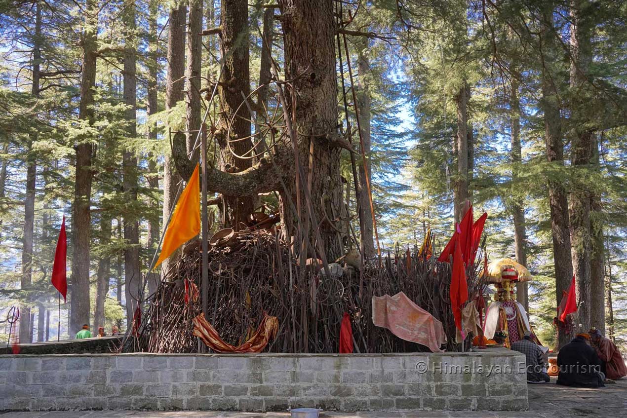 Sacred Trees hike in the Tirthan valley