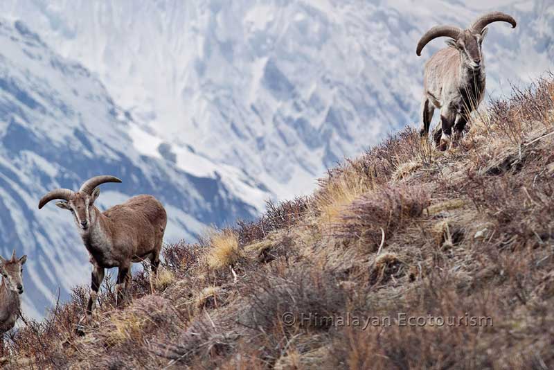 Tournée animalière dans le Great Himalayan National Park