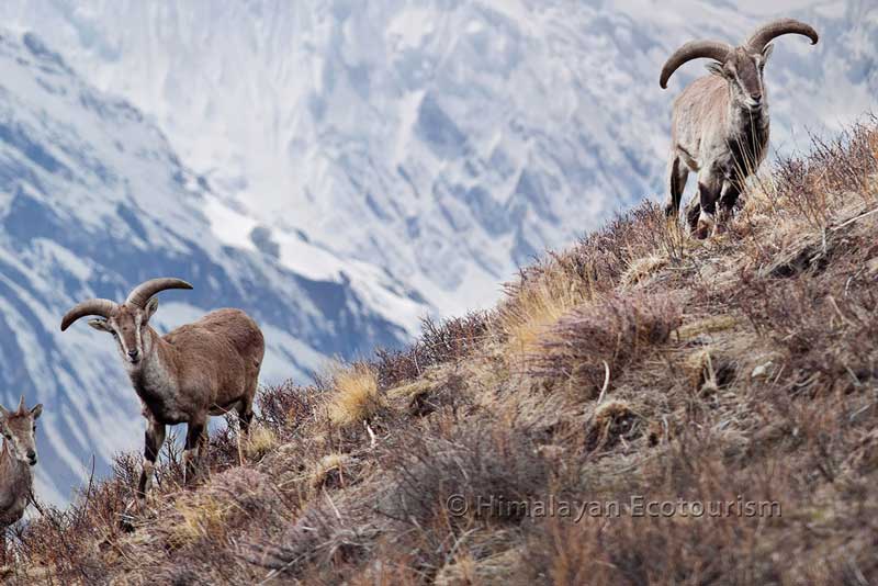 Wildlife tour in the Great Himalayan National Park