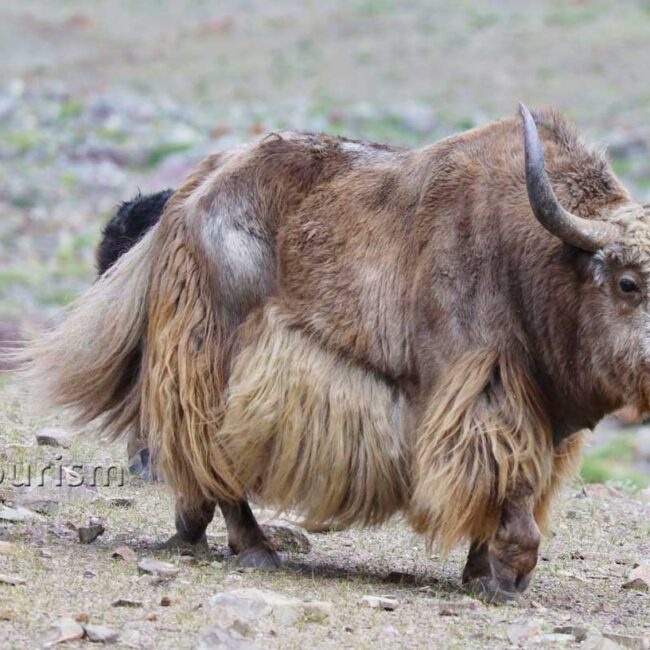 A wild Yak in Ladakh