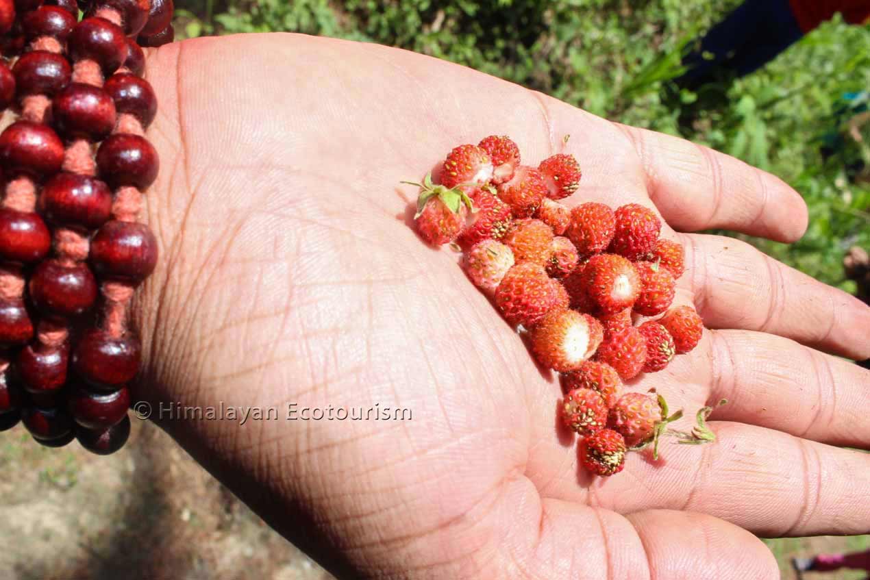 Foraging fruits in the Tirthan Valley