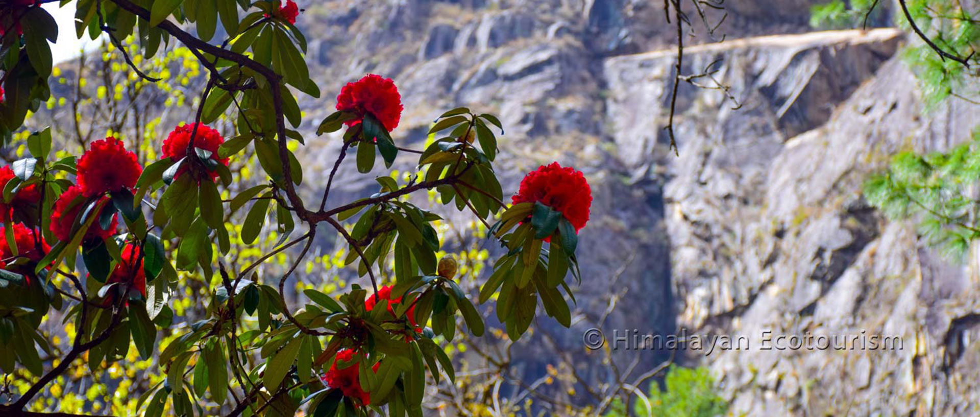 Rhododendron flowers in the Great Himalayan National Park