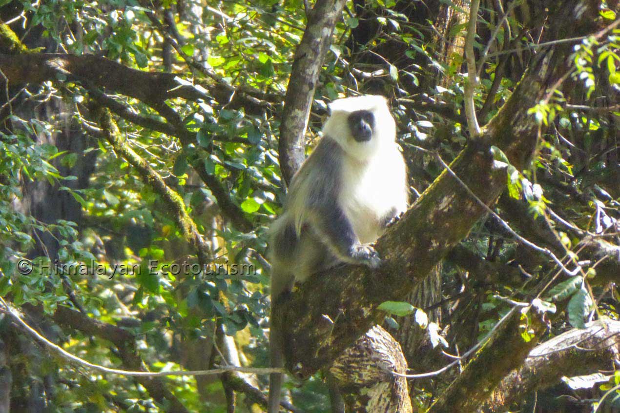 La faune dans le Great Himalayan National Park